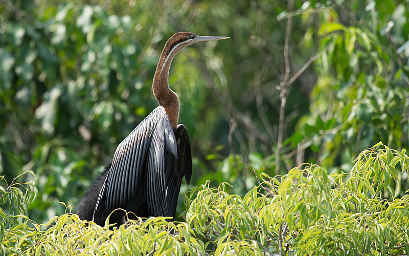 Murchison - Uganda 2016