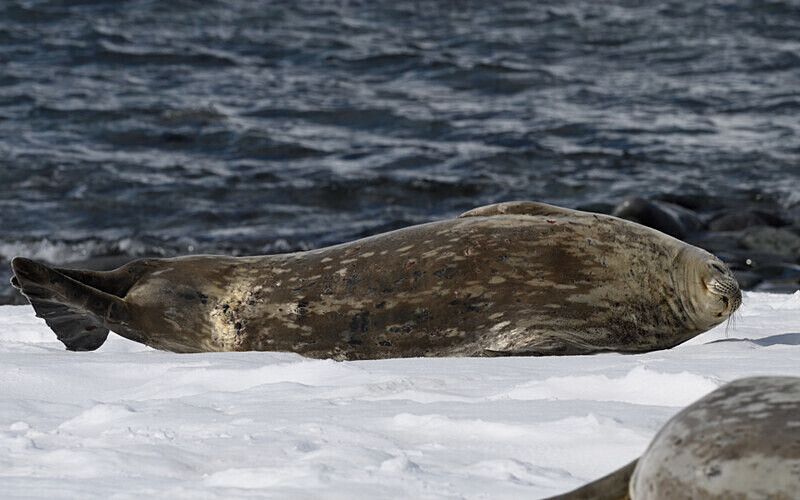Weddel Seals - Ushuaïa Malvinas South Georgia Antartica Peninsula