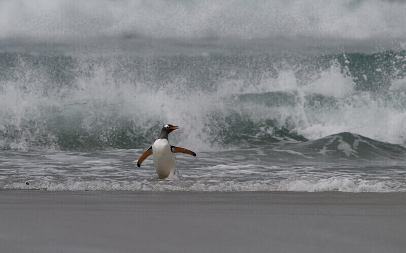  - Ushuaïa Malvinas South Georgia Antartica Peninsula