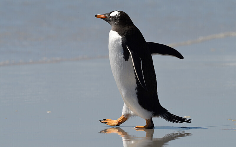 Gentoo Penguin - Ushuaïa Malvinas South Georgia Antartica Peninsula