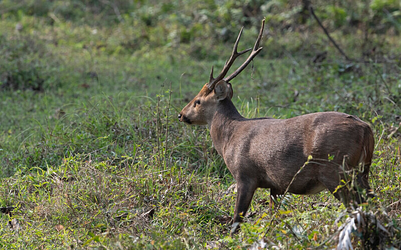 Oak deer - Kaziranga National Park Noth East India 2025