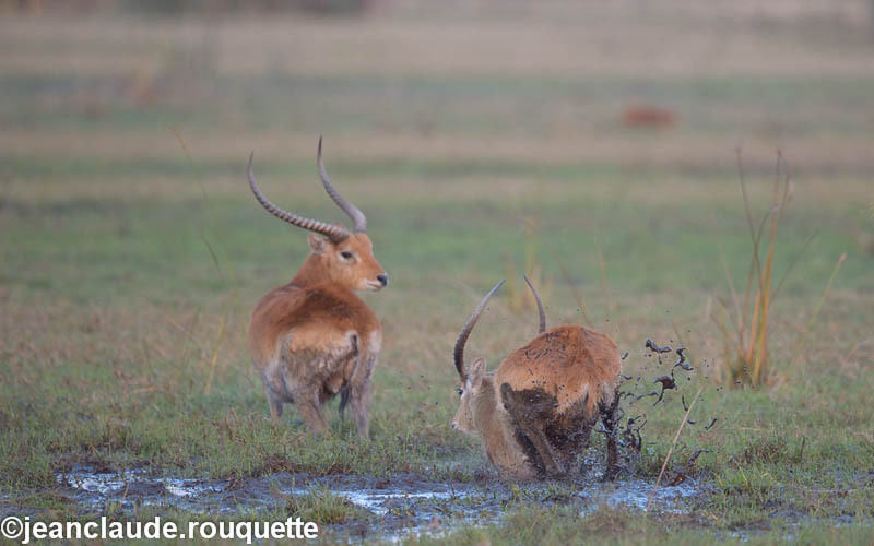 Red Lechwee in the swamp - Kafue N.P. (Zambia2014)