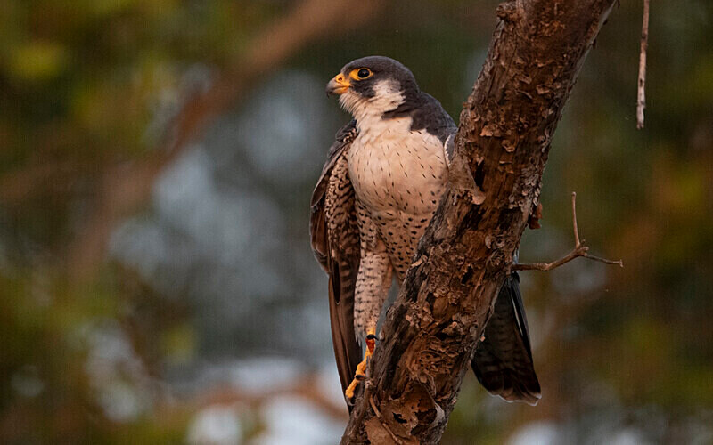 Peregrine Falcon - Sundarban National Park North East India February 2025