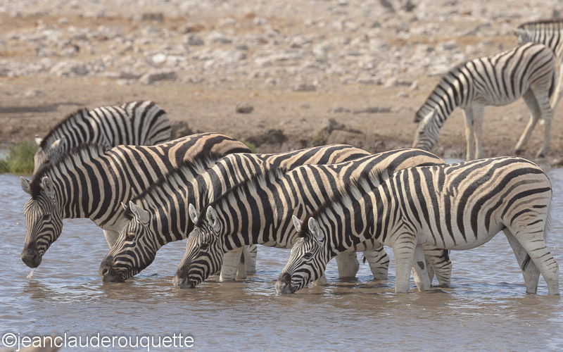 Zebras at the water-hole - Etosha N.P.(Namibia 2013)