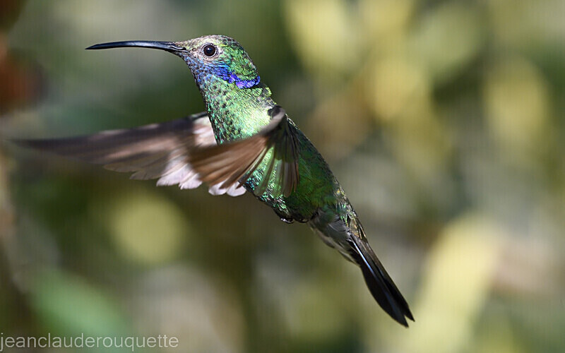 Sparkling Violetear - Huembo lodge  2022 Colibris du Pérou
