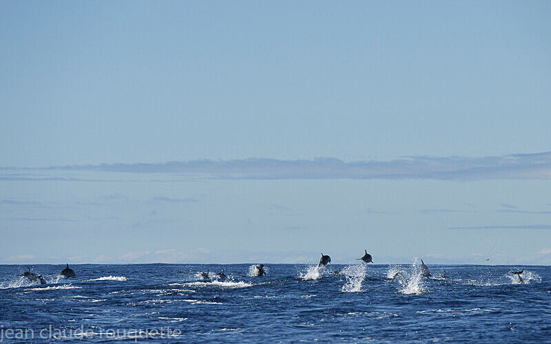 Bande de dauphins tachetés - Azores (2019)