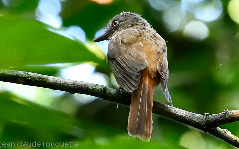 Rufous-tailed Attila - Mamiraua (brésil 2018)