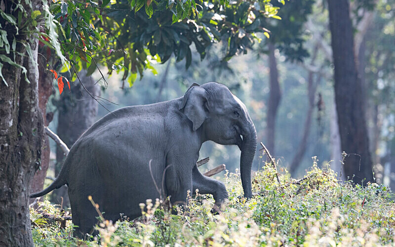  - Kaziranga National Park Noth East India 2025