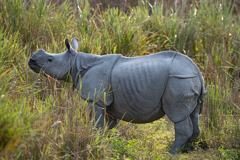 Rhino - Kaziranga National Park Noth East India 2025