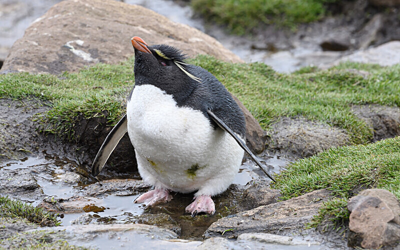  - Ushuaïa Malvinas South Georgia Antartica Peninsula
