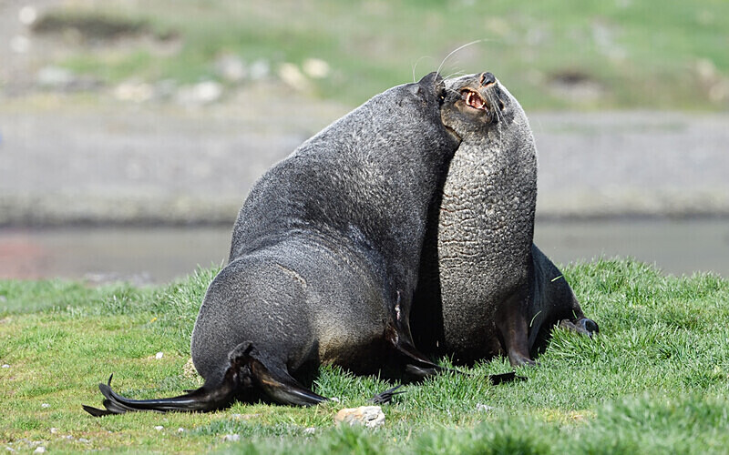  - Ushuaïa Malvinas South Georgia Antartica Peninsula