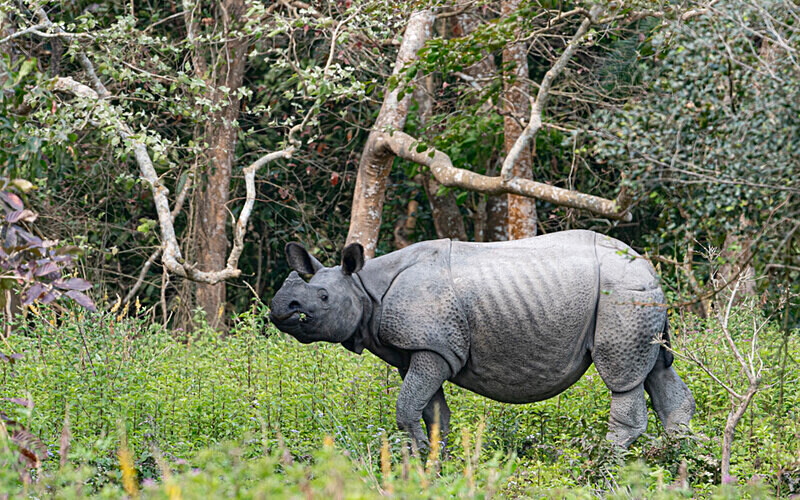 Rhino - Kaziranga National Park Noth East India 2025