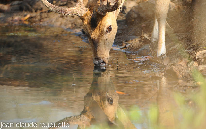 Sambar. - Kanha and Corbet national parks (India 2011)