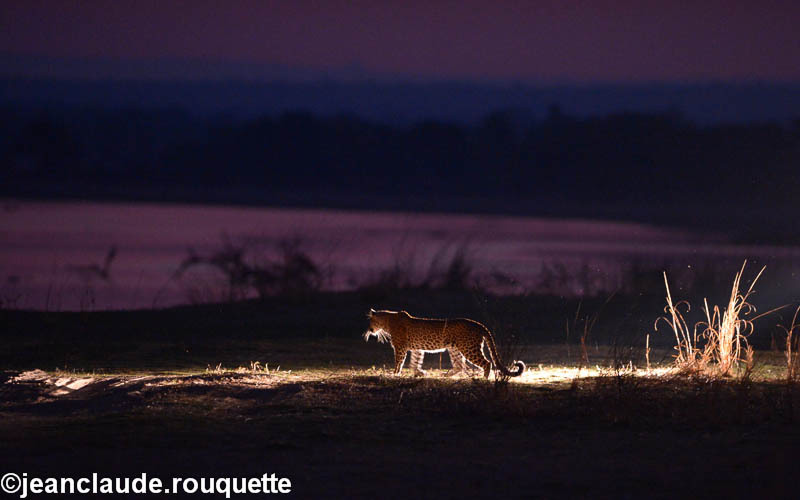 Leopard - South Luangwa 2014 (Zambia)