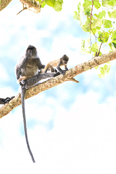 Silver leaf monkeys - Sarawak (avril 2024) Borneo Malaisie