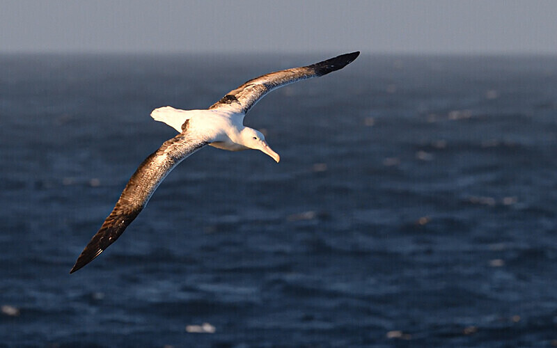 Wandering Albatros - Ushuaïa Malvinas South Georgia Antartica Peninsula