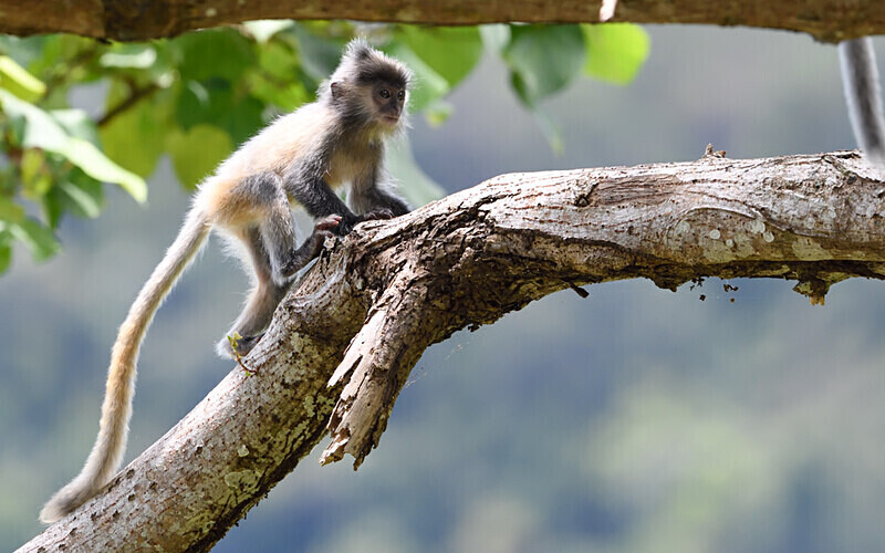 Silver leaf monkey - Sarawak (avril 2024) Borneo Malaisie