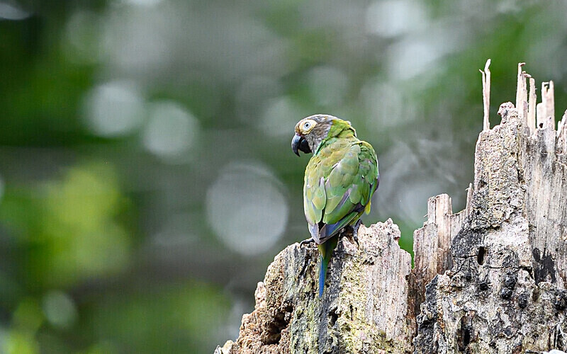 Maroon-Tailed Parakeet - Pacaya Samiria Pérou 2022