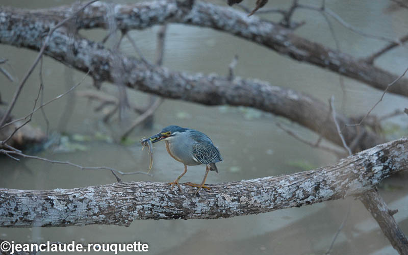 A green backed heron with a good catch - South Luangwa N.P. Zambia 2013