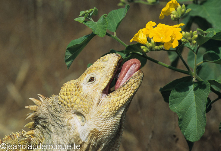 Land Iguana (Isabela island) - The Galapagos islands, Ecuador 2008