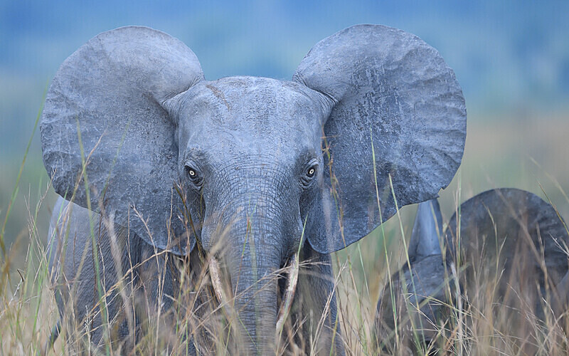  - Parc national de La Lope (Gabon 2024)