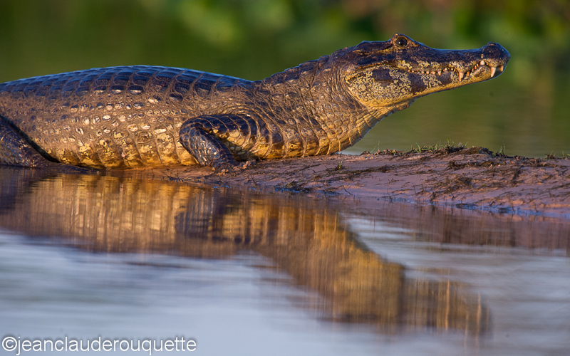 Caiman - Pantanal Brazil 2015