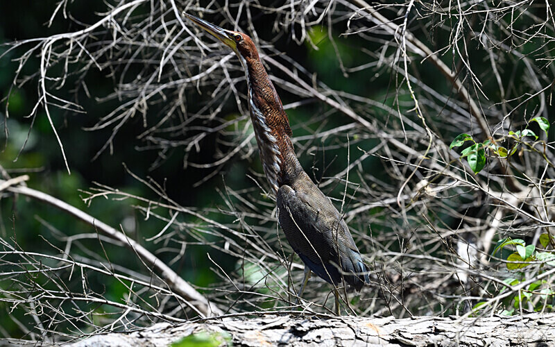 Rufescent-Tiger Heron - Pacaya Samiria Pérou 2022