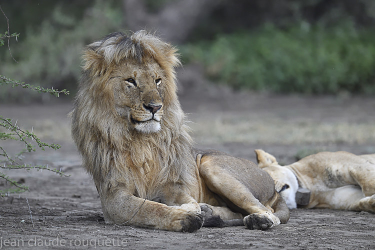 - Serengeti N.P. and N'Gorongoro Tanzania 2018