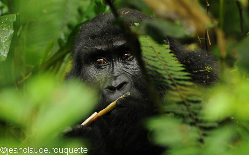  - Bwindi impenetrable forest Uganda 2012