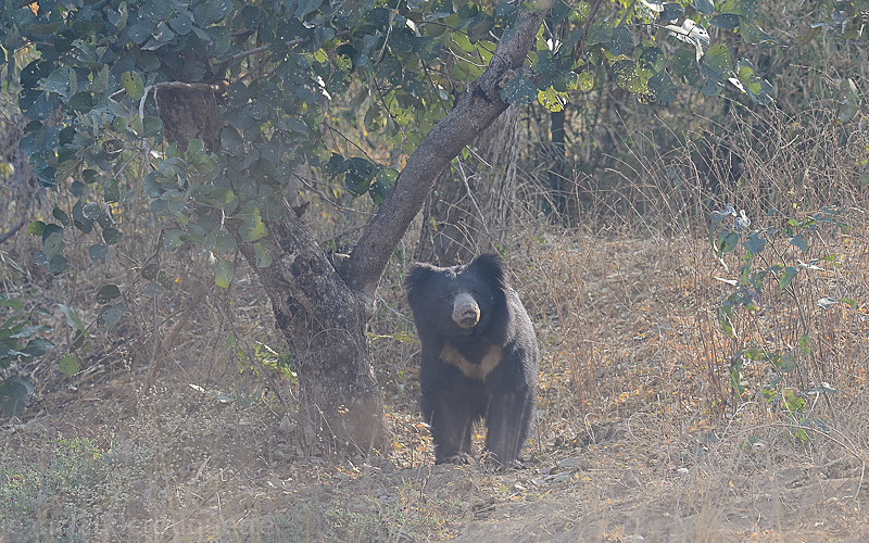 Sloth bear - Tadoba national park (India 2016)