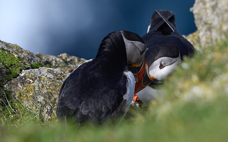 Herma Ness - Shetlands and Cairngorn national park (Scotland)