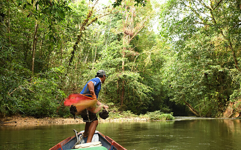 Batang AÏ - Sarawak (avril 2024) Borneo Malaisie