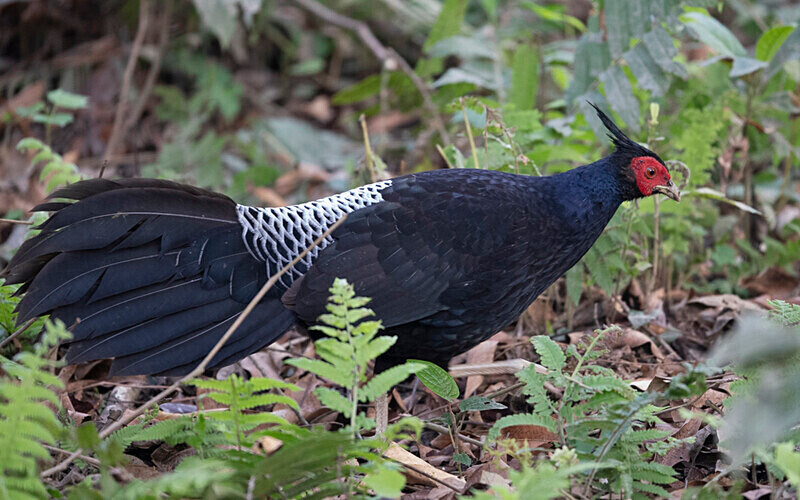 Khalij Pheasant male - Manas National Park North East India 2025