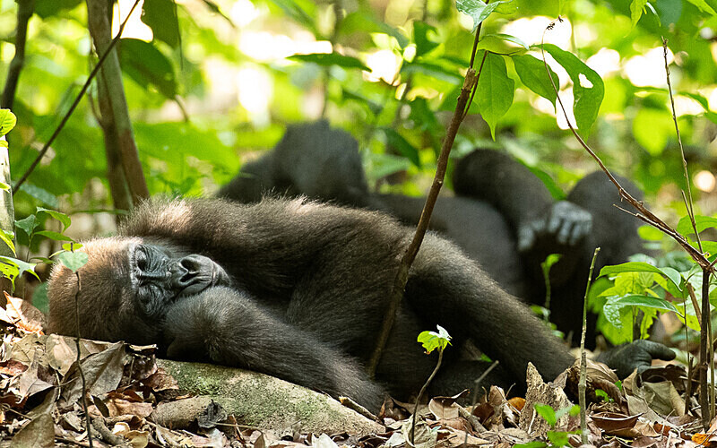  - Loango national park (Gabon 2024)