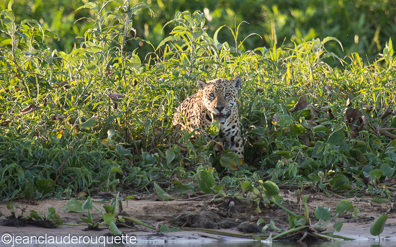 Jaguar - Pantanal Brazil 2015