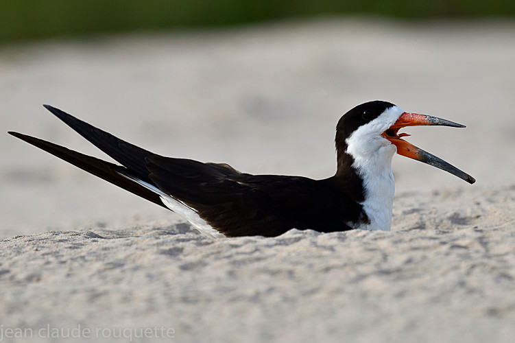 Black Skimmer - Pantanal 2018 Porto Jofré