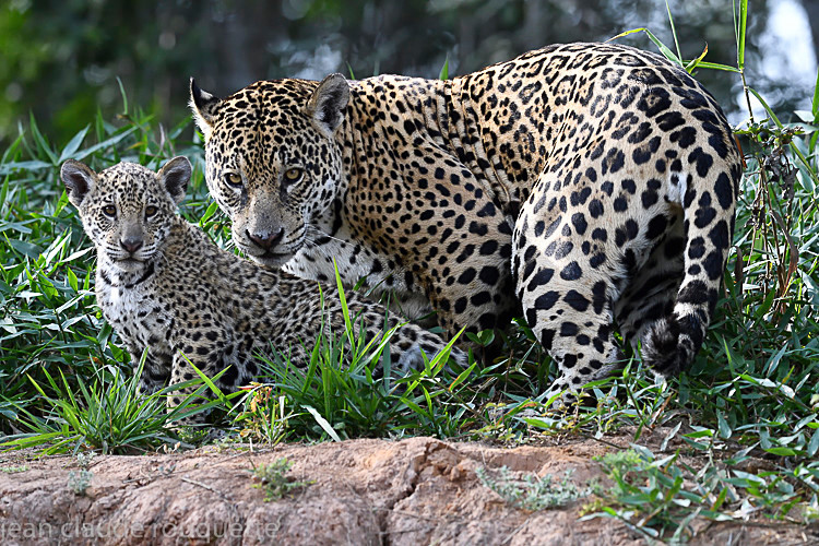  - Pantanal 2018 Porto Jofré
