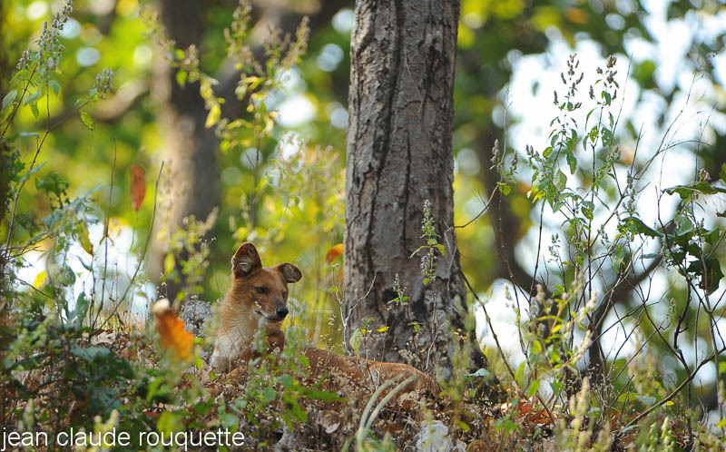 A Dole alone. - Kanha and Corbet national parks (India 2011)