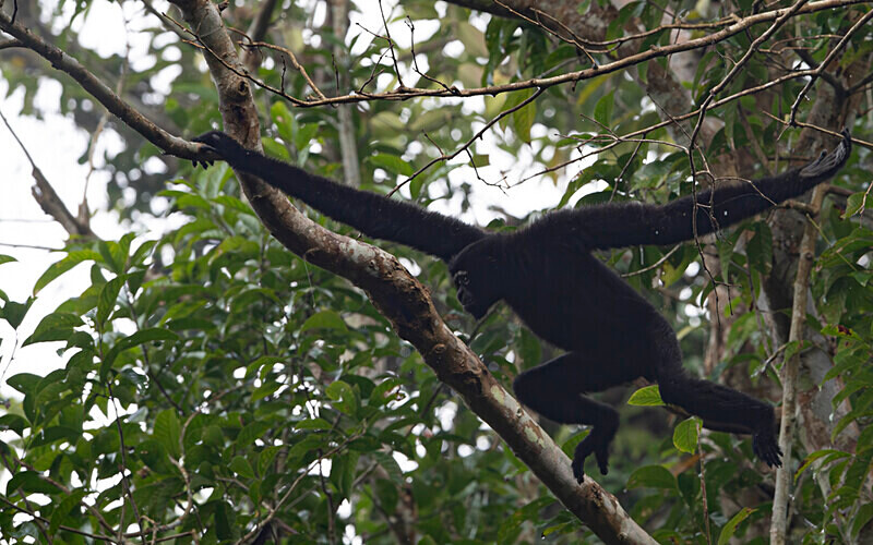 Hoolock Gibbon male - Hollongapar wildlife sanctuary North East India 2025