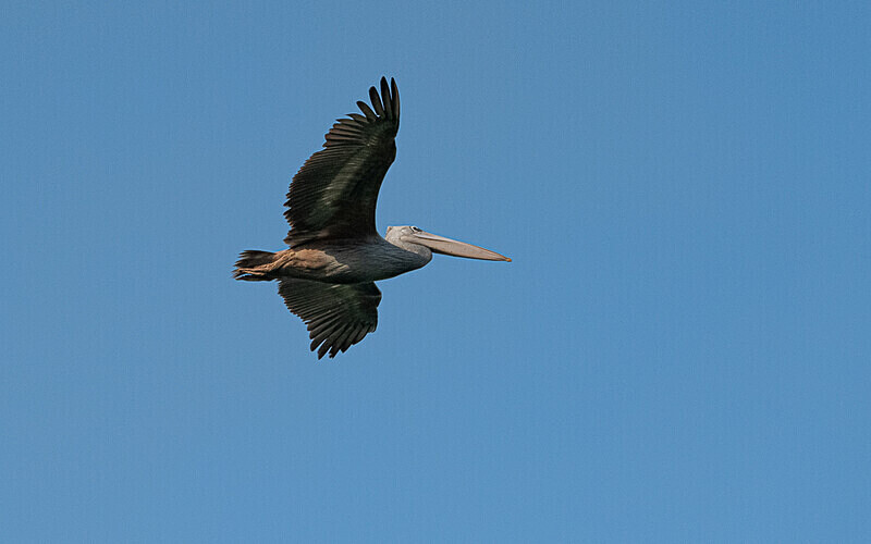 Pink-backed pelican - Loango national park (Gabon 2024)