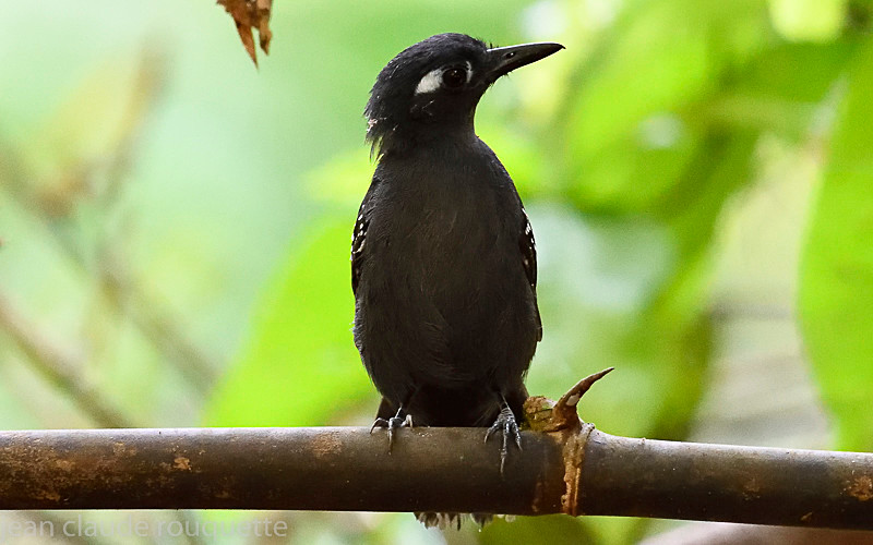 Plumbeus antbird (mal) - Mamiraua (brésil 2018)