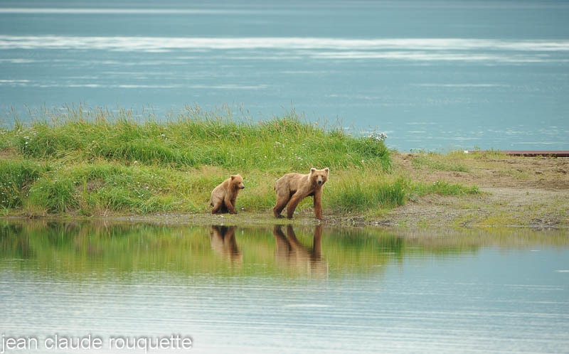 Amelia and her cub looking for food. - Katmaï National Park ( Alaska 2010)