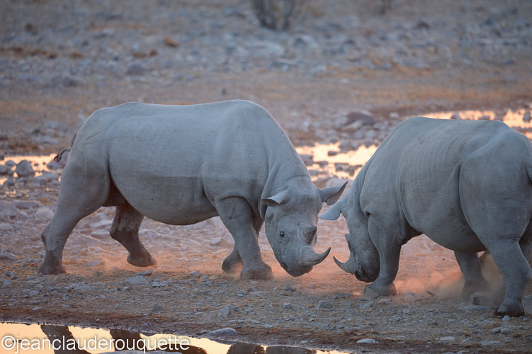 Males fighting - Etosha N.P.(Namibia 2013)