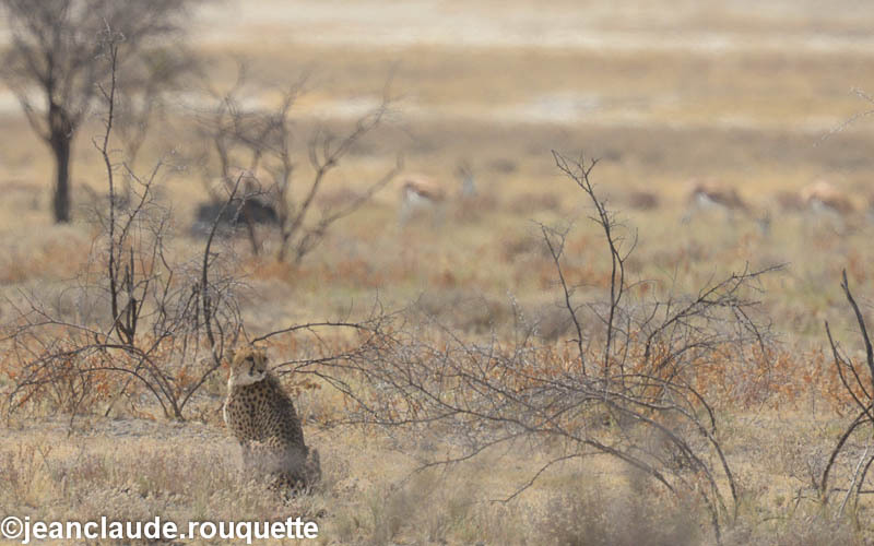 Female cheetah before hunting - Etosha N.P.(Namibia 2013)
