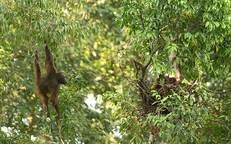 Danum valley - Sabah avril 2024 Borneo Malaisie