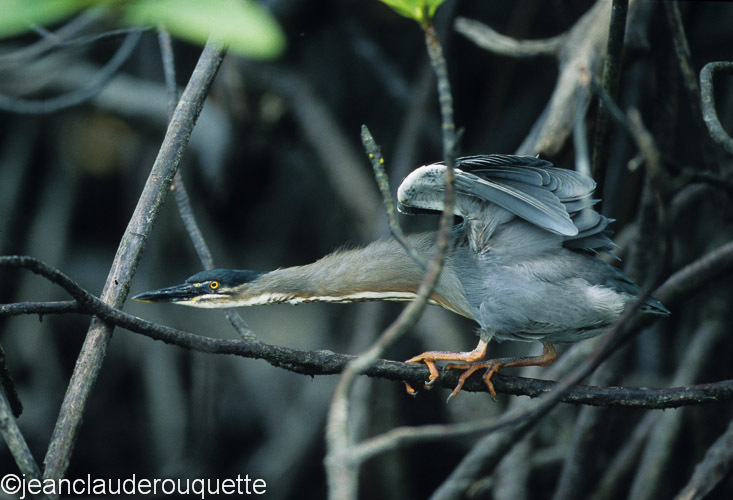 Striated heron (Isabela island) - The Galapagos islands, Ecuador 2008