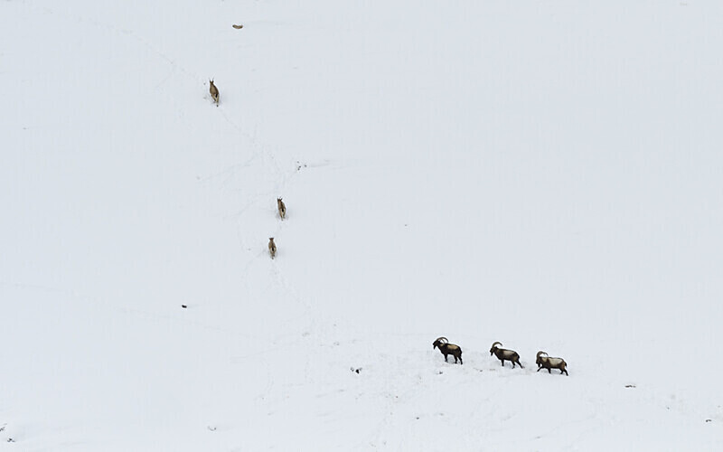 Ibex - Spiti panthère des neiges  Inde 2023