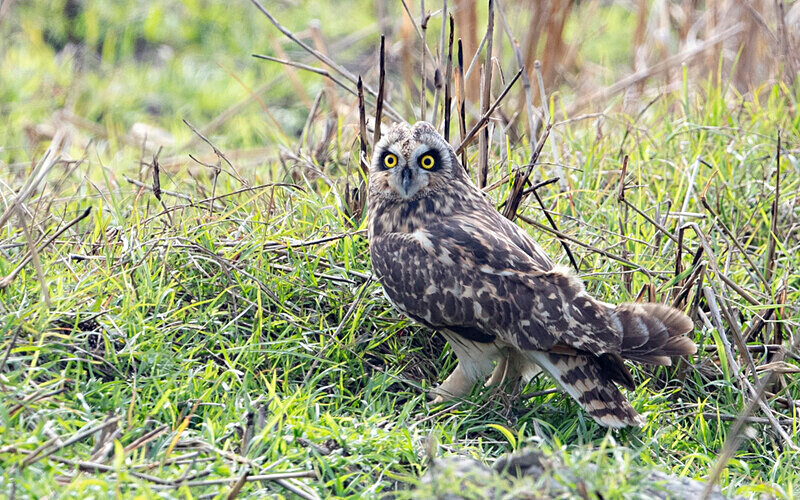 Short-eared Owl - Manas National Park North East India 2025
