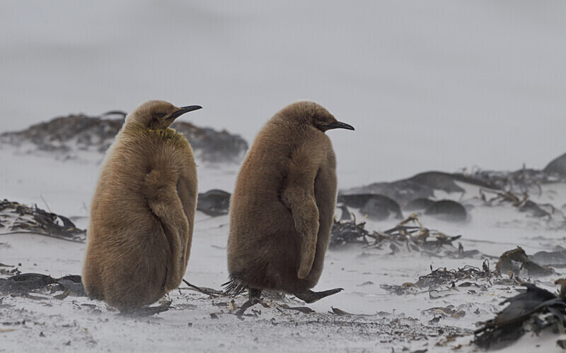  - Ushuaïa Malvinas South Georgia Antartica Peninsula
