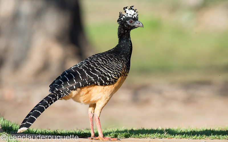 Bare-faced Curassow - Pantanal Brazil 2015